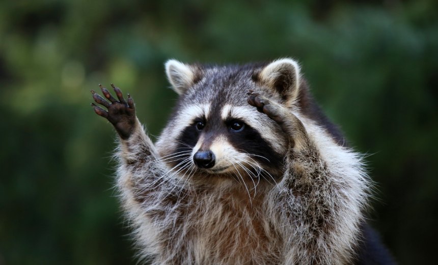 Breach Roundup: Raccoon Stealer Makes a Comeback