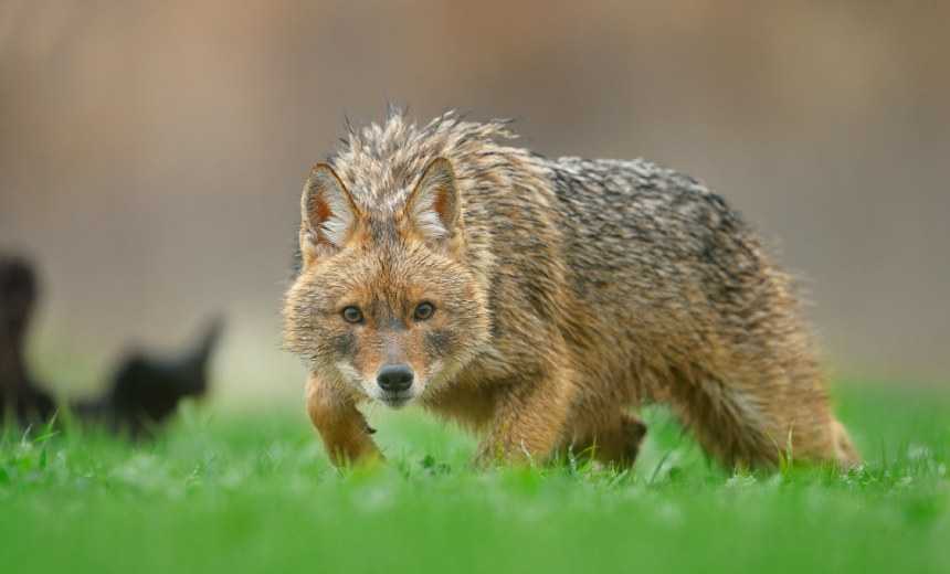 GoldenJackal APT Güney Asya Devlet Kurumlarını Hedefliyor