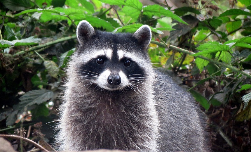 Here's Why 'Raccoon' Infostealer Is Popular With Criminals