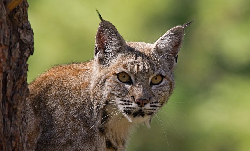 range nj bobcat