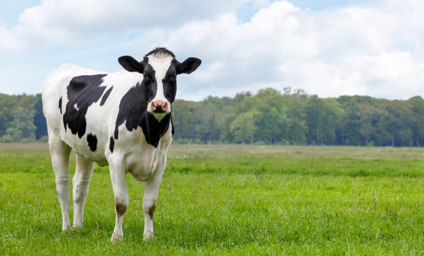 Udderly Insecure: Researchers Spot Cow-Tracking Collar Flaws