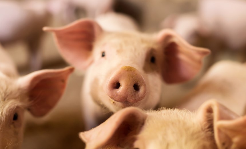 US DOJ Seizes $112M Linked to Pig Butchering Scams