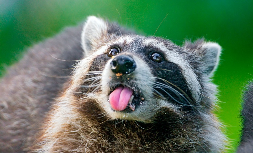 US Indicts Ukrainian for Role in Raccoon Malware Scheme
